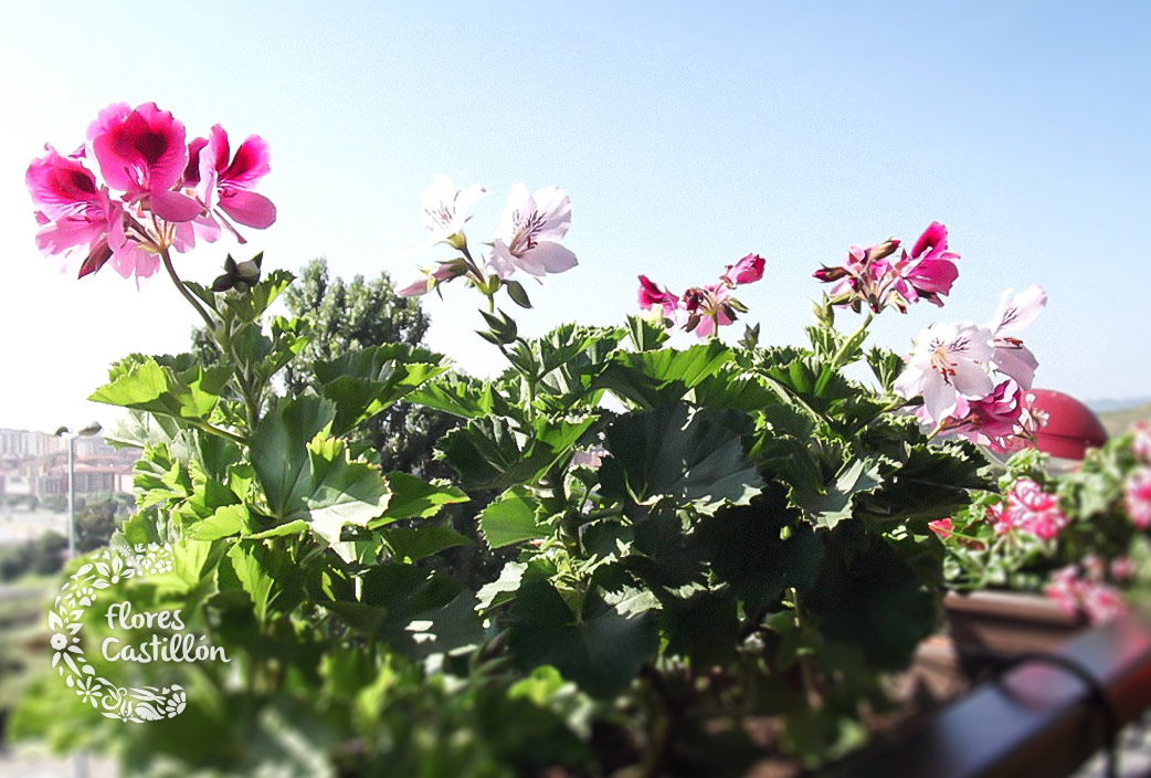 Pelargonios