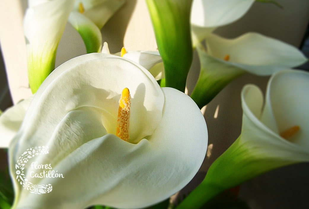 mejores flores para decorar el jardin en verano