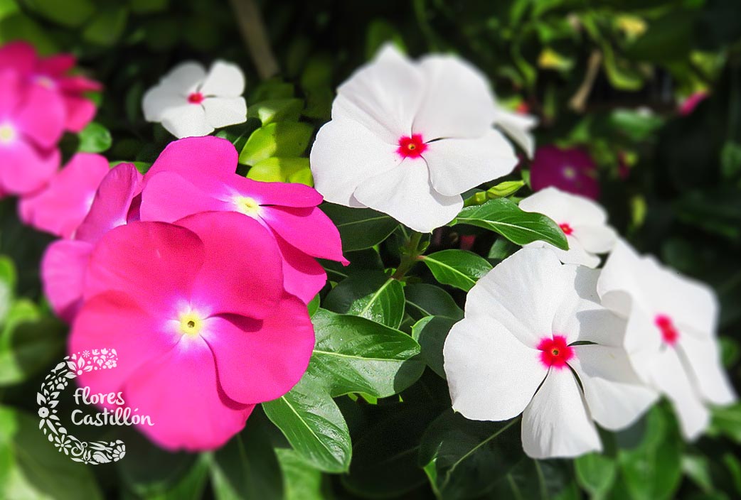 Mejores plantas para plantar en verano | Flores Castillón