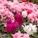 plantas que florecen todo el año