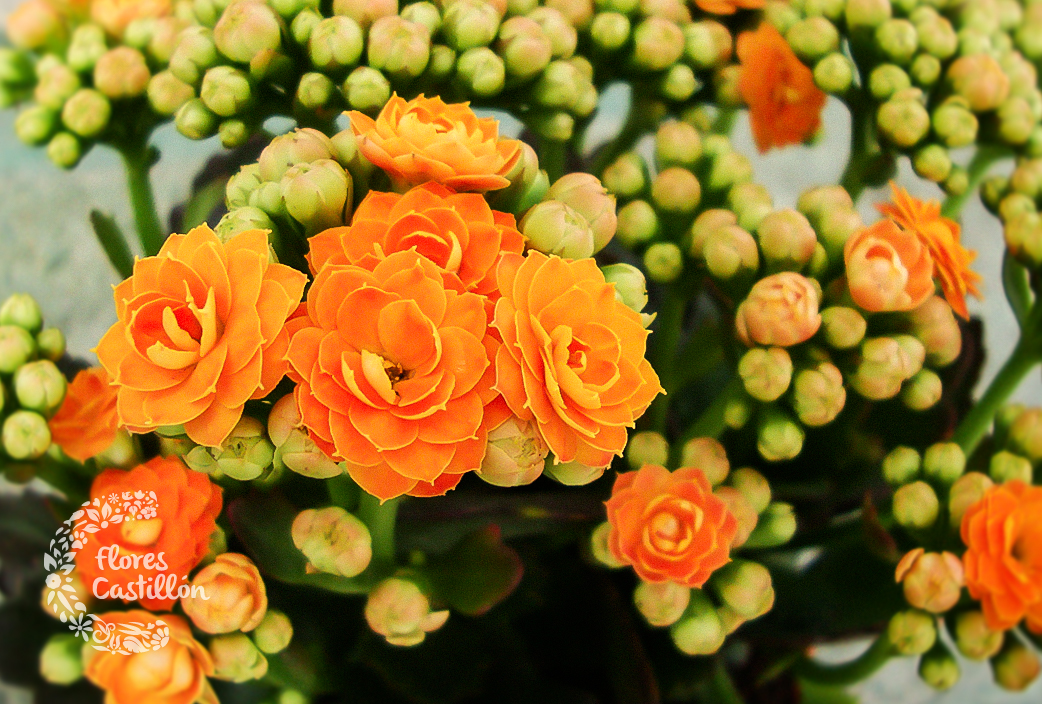 planta_Kalanchoe