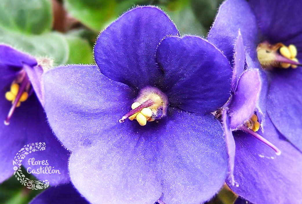 planta_violeta_africana
