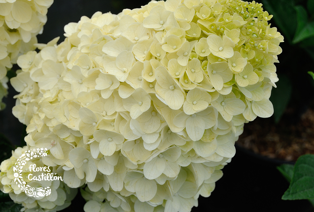 Cuándo plantar hortensias: cuidados y consejos | Flores Castillon