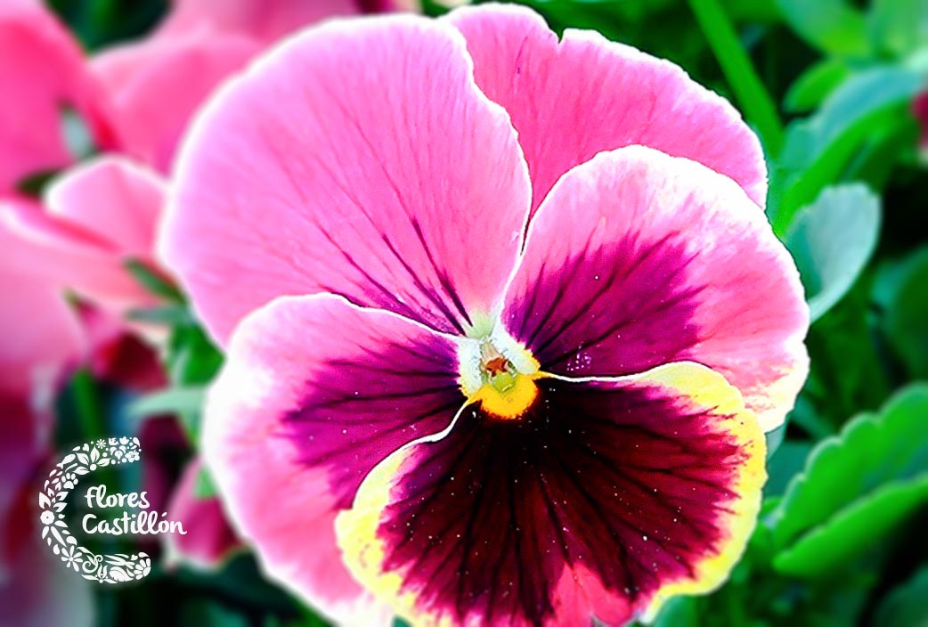 Por qué las plantas tienen colores brillantes? | Flores Castillon