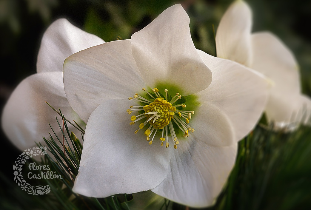 rosa-de-navdad