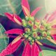 como tratar la poinsettia