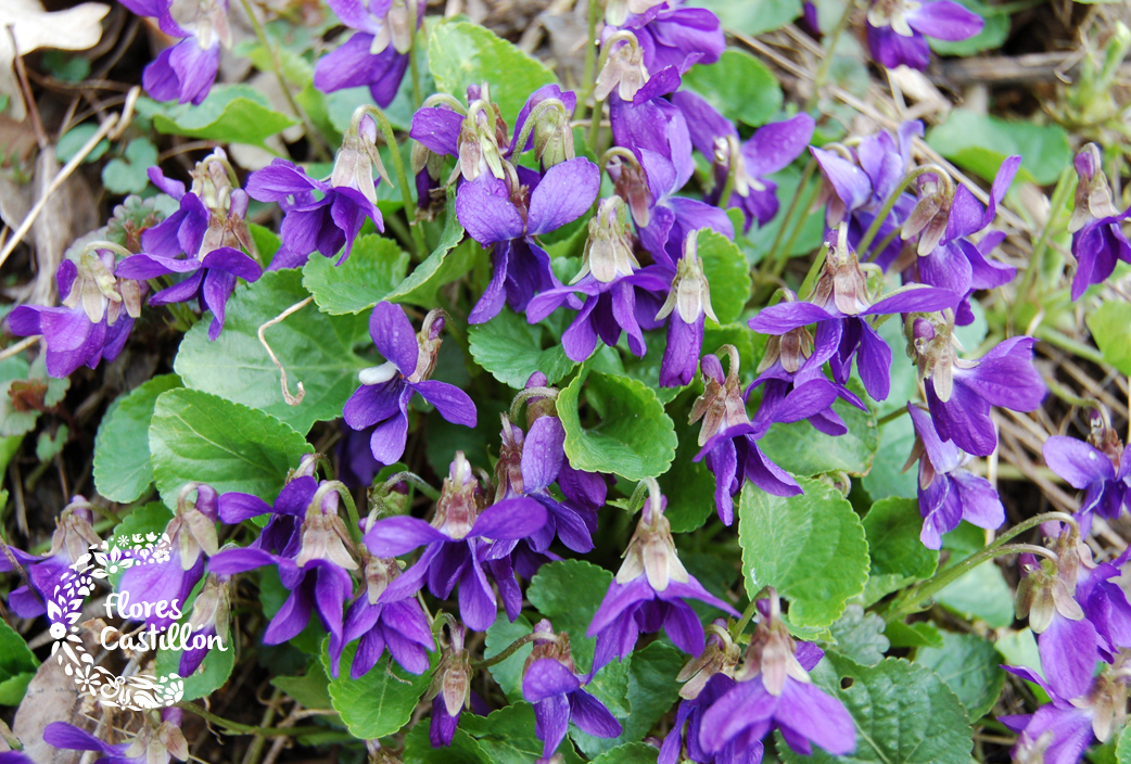 viola-odorata