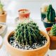 decoración del hogar con cactus