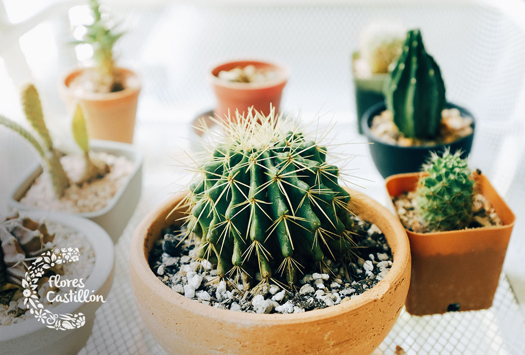 Cómo decorar tu casa con cactus