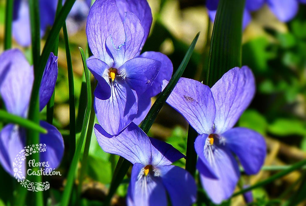 flores-que-se-comen-violeta