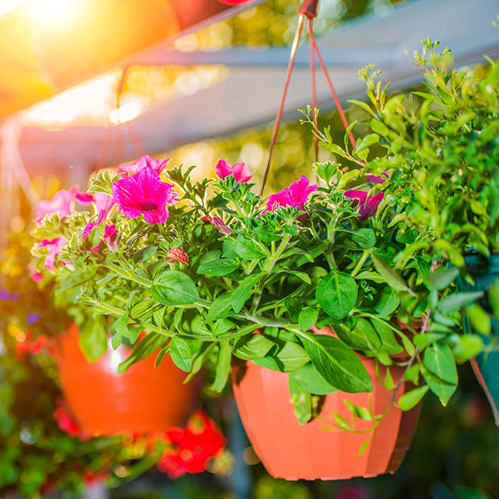 Respetuoso del medio ambiente Permiso Violín Tipos de jardineras y maceteros colgantes | Flores Castillón