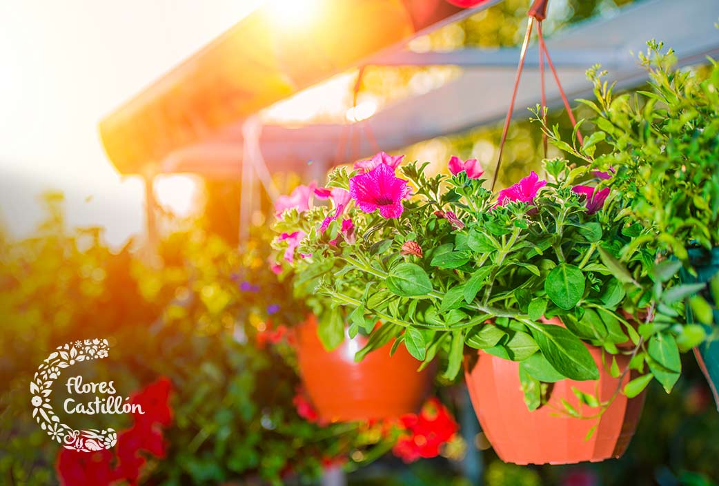 Tipos de jardineras y maceteros colgantes Flores Castillón