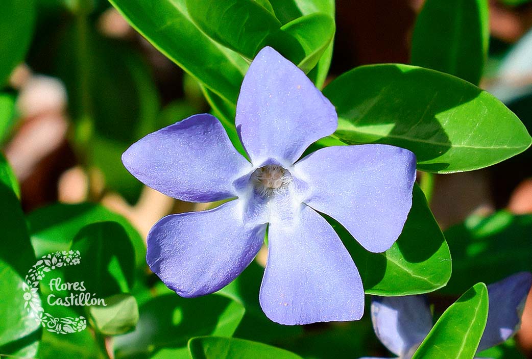 la-vinca