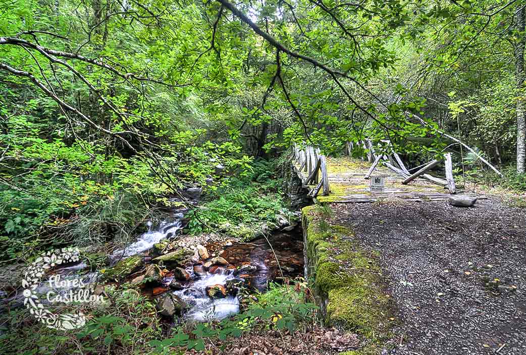 Bosque-Muniellos visitar otoño