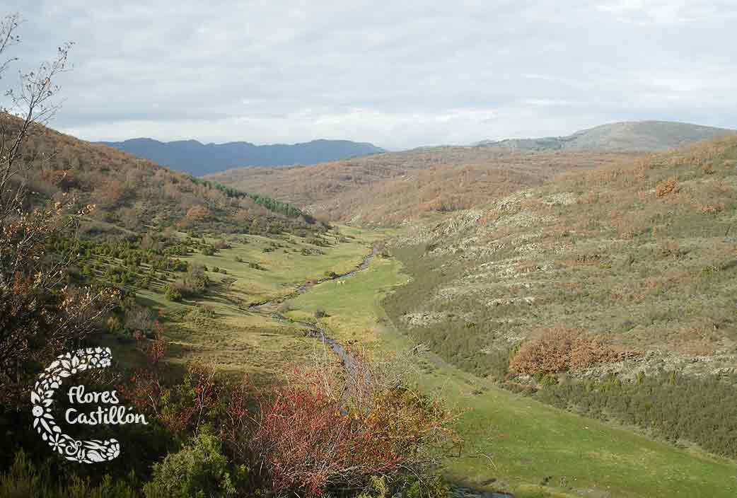 Hayedo-Tejera-Negra