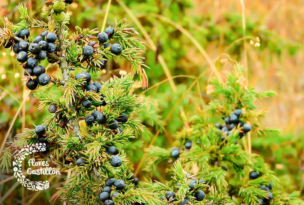 Juniperus