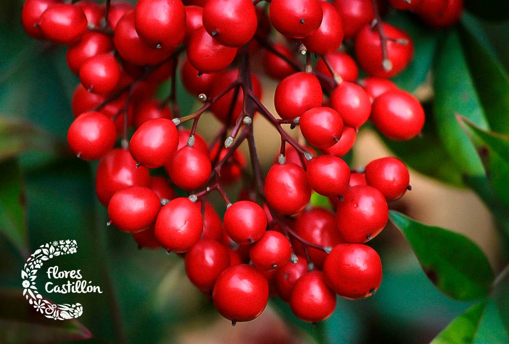 Nandina