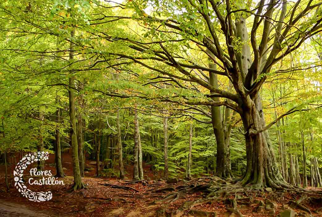 parque natural otoño montseny