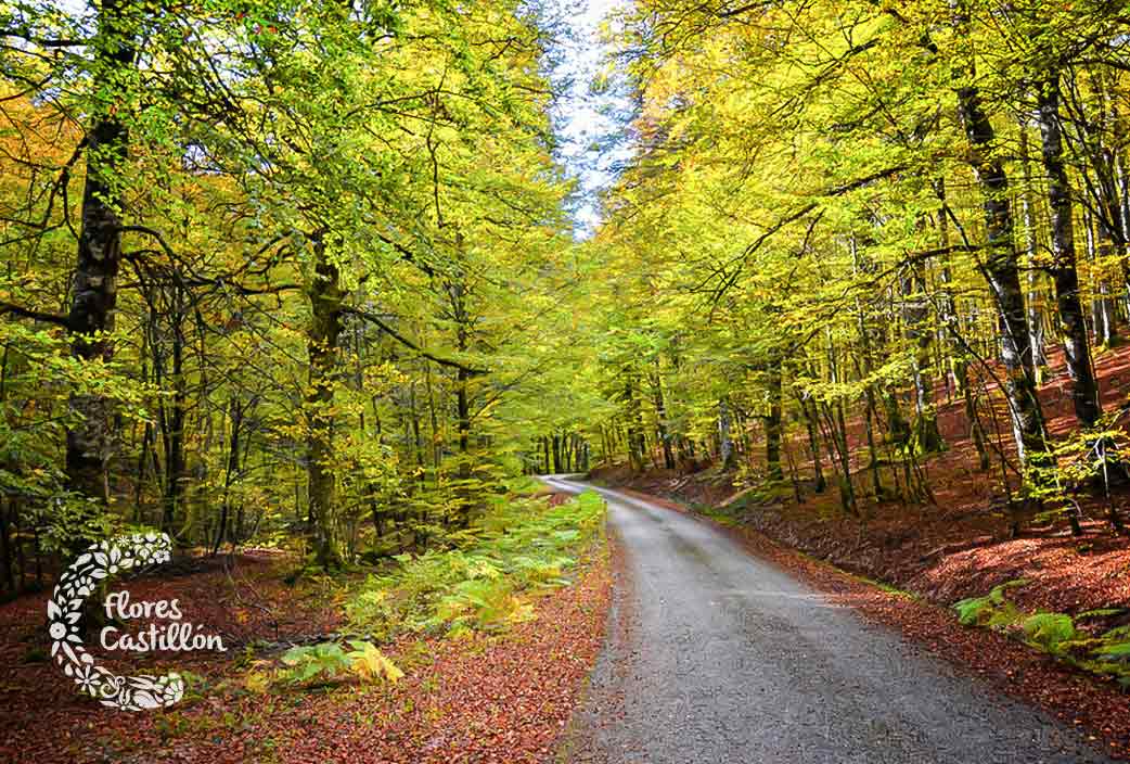 selva-de-Irati-Navarra