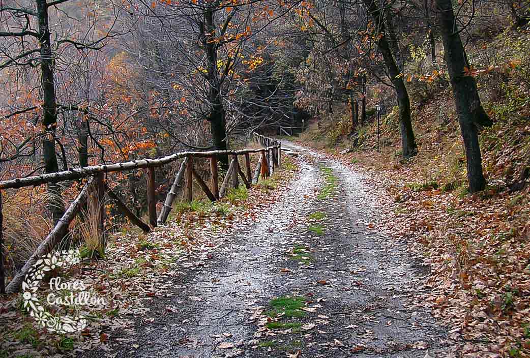 sierra-nevada-otoño