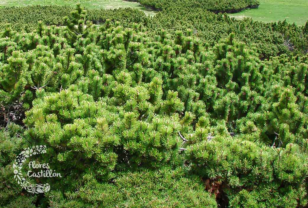 Pinus-Musgo