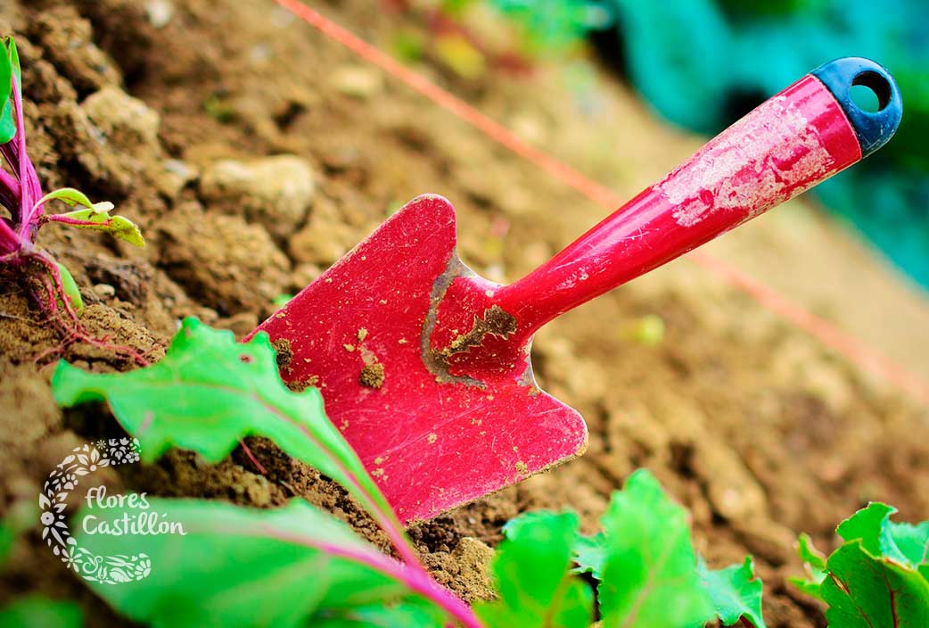 Enero, la época perfecta de plantación para rosales, árboles de sombra y  frutales | Flores Castillon