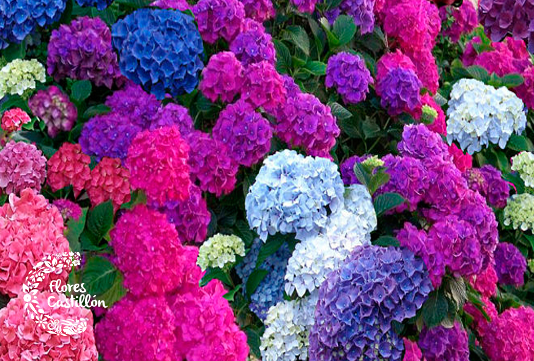 HORTENSIAS-MULTICOLOR