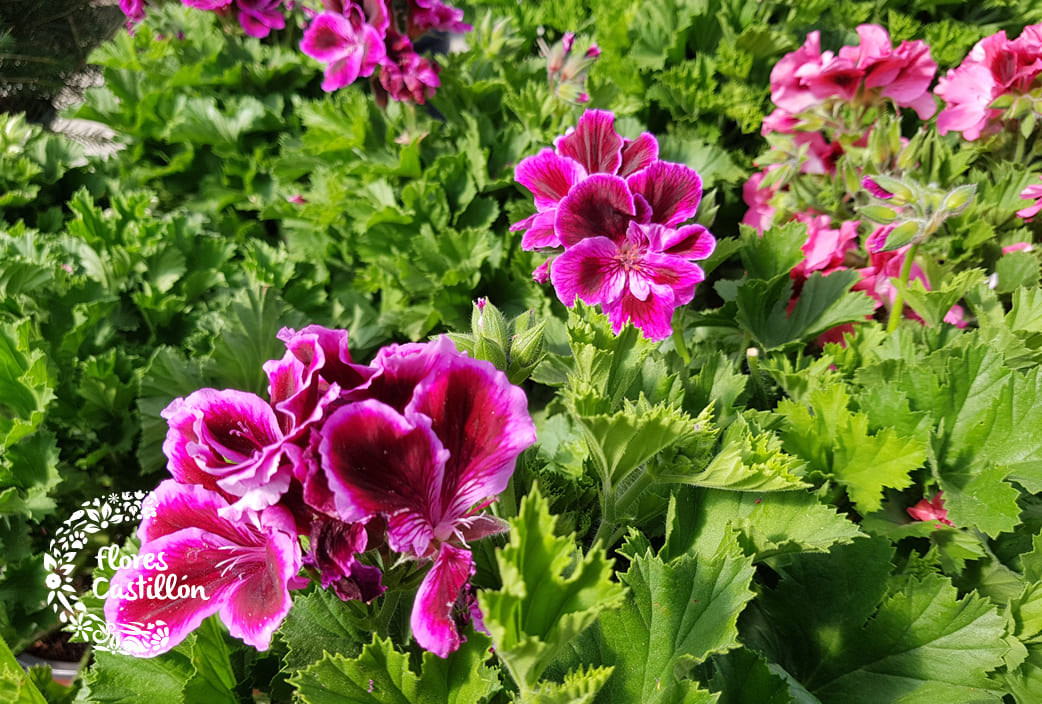 Geranios: Variedades y cuidados ¡Pon tus balcones en flor! | Flores  Castillon