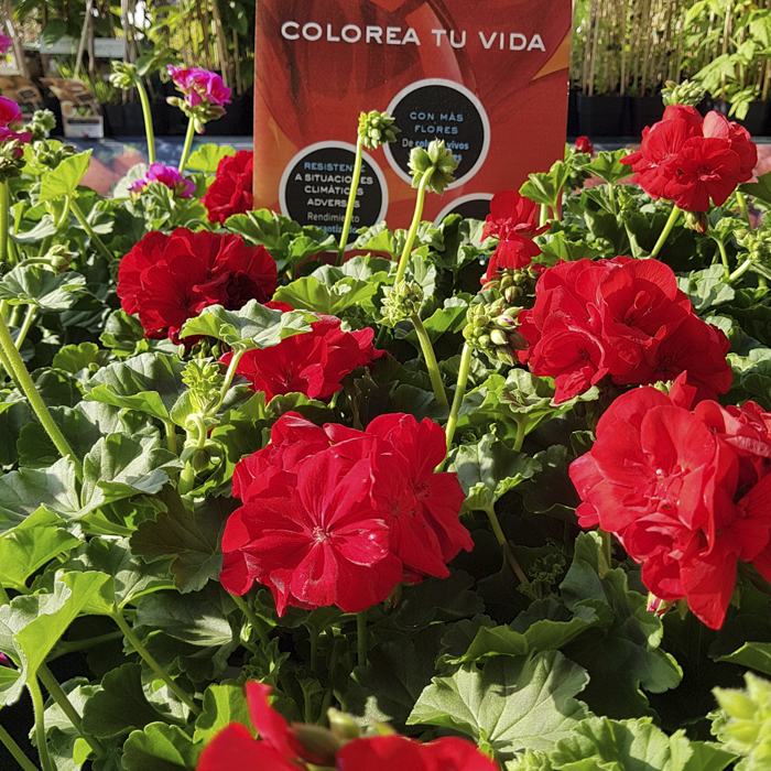 Variedades cuidados ¡Pon tus balcones en flor! Flores