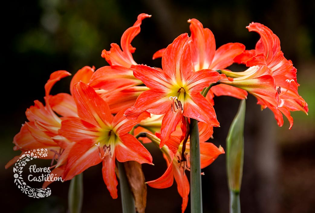 Amarilis, la planta del mes de junio | Flores Castillon