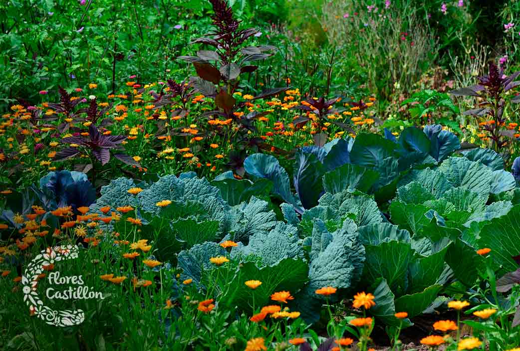 huertos en jardin de casa