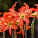 planta amarilis con flores