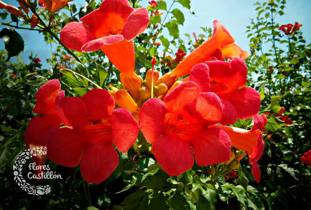 flor exotica y rara con forma de campana