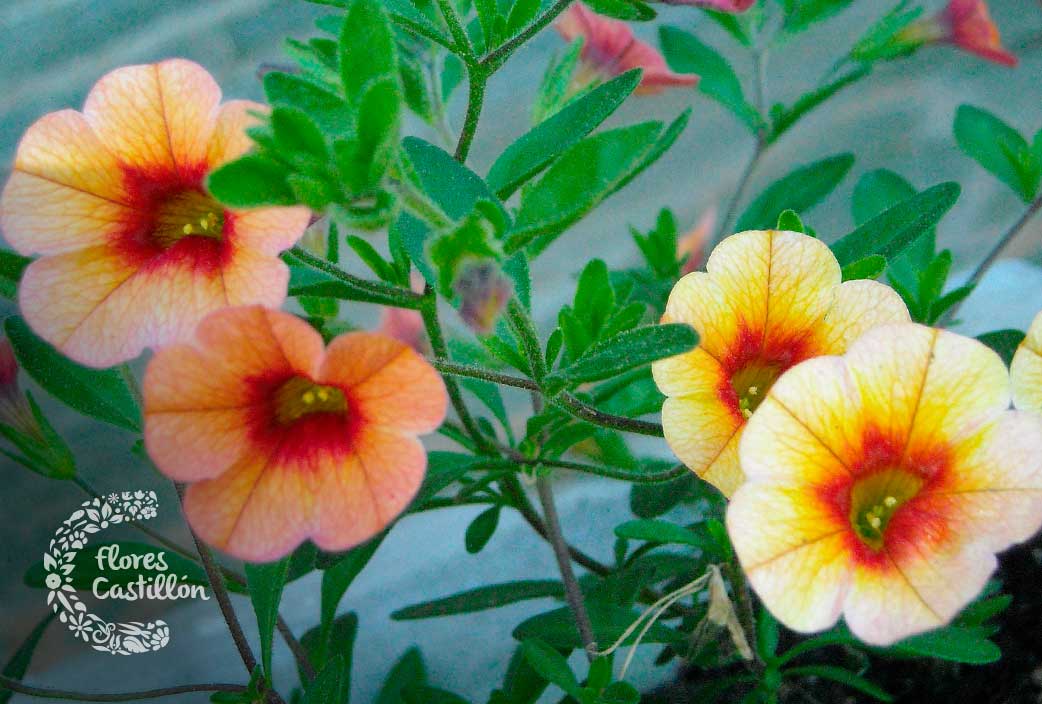 calibrachoa para jardin exotico