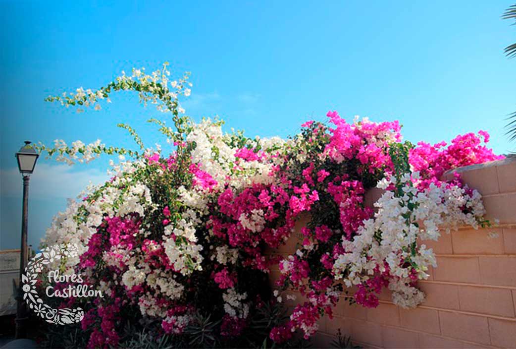 buganvilla planta para verano