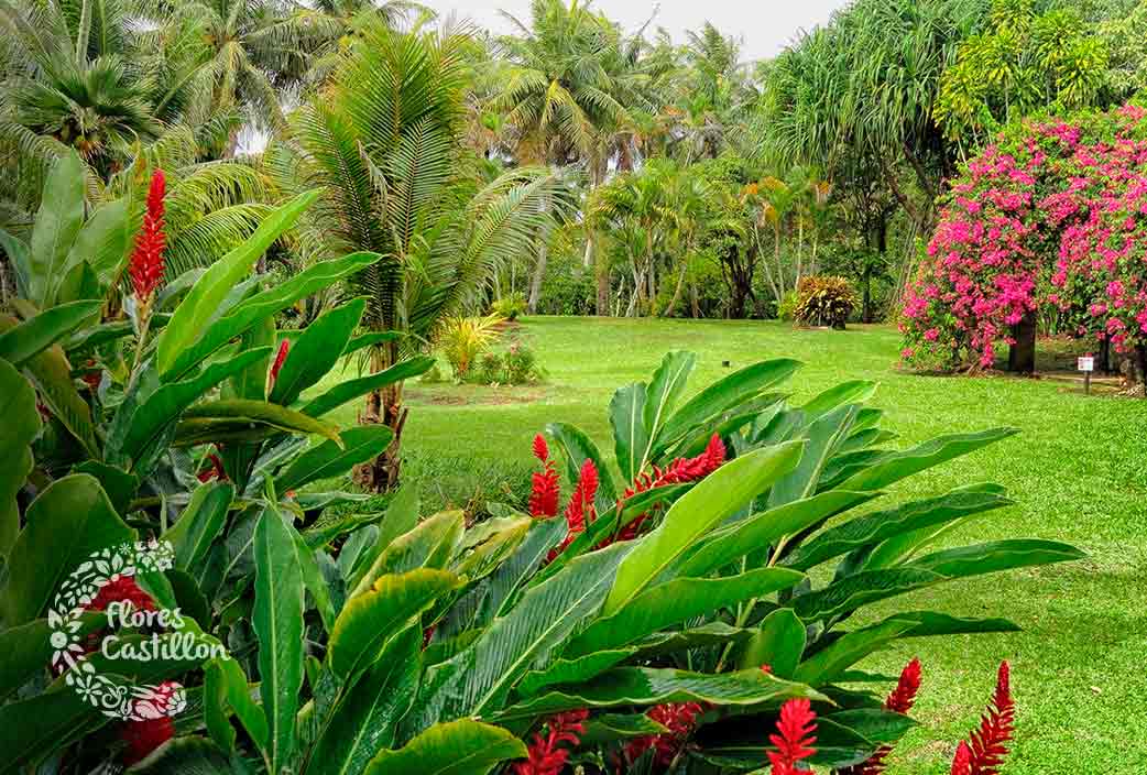 como hacer y decorar un jardin tropical