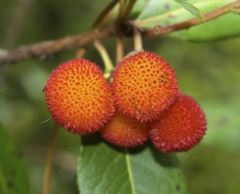 cuidados y frutos del madroño