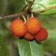 cuidados y frutos del madroño