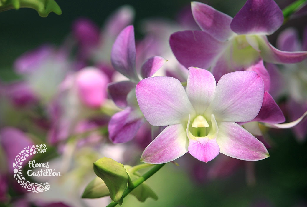 flor preciosa de orquidea
