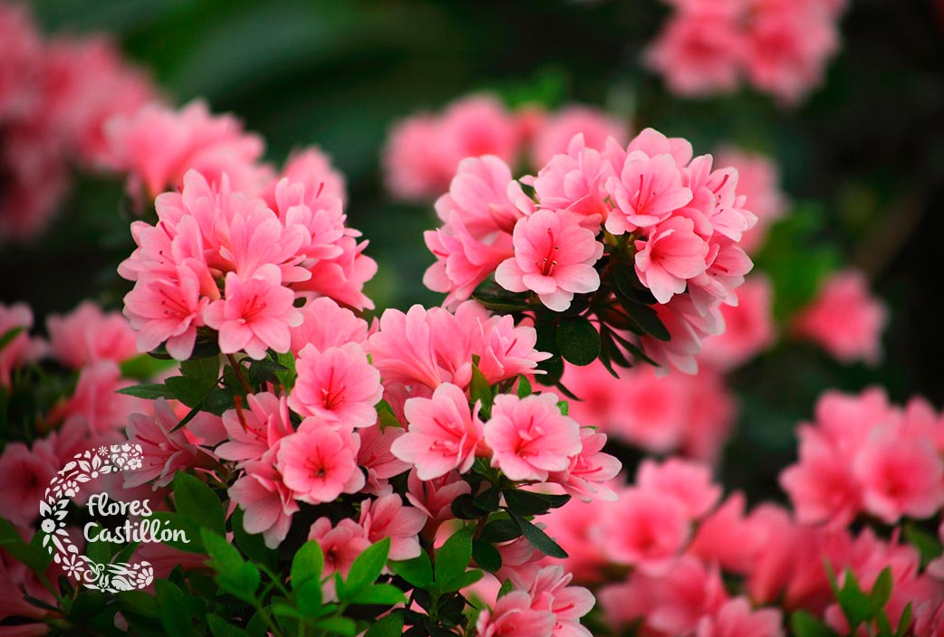 flor de azaleas