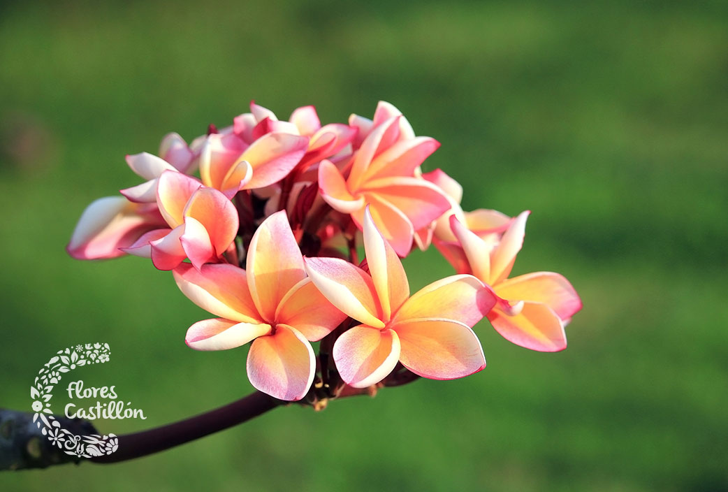 flores de la plumeria