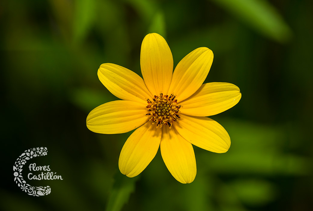 cuidados de la planta bidens