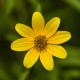 planta bidens