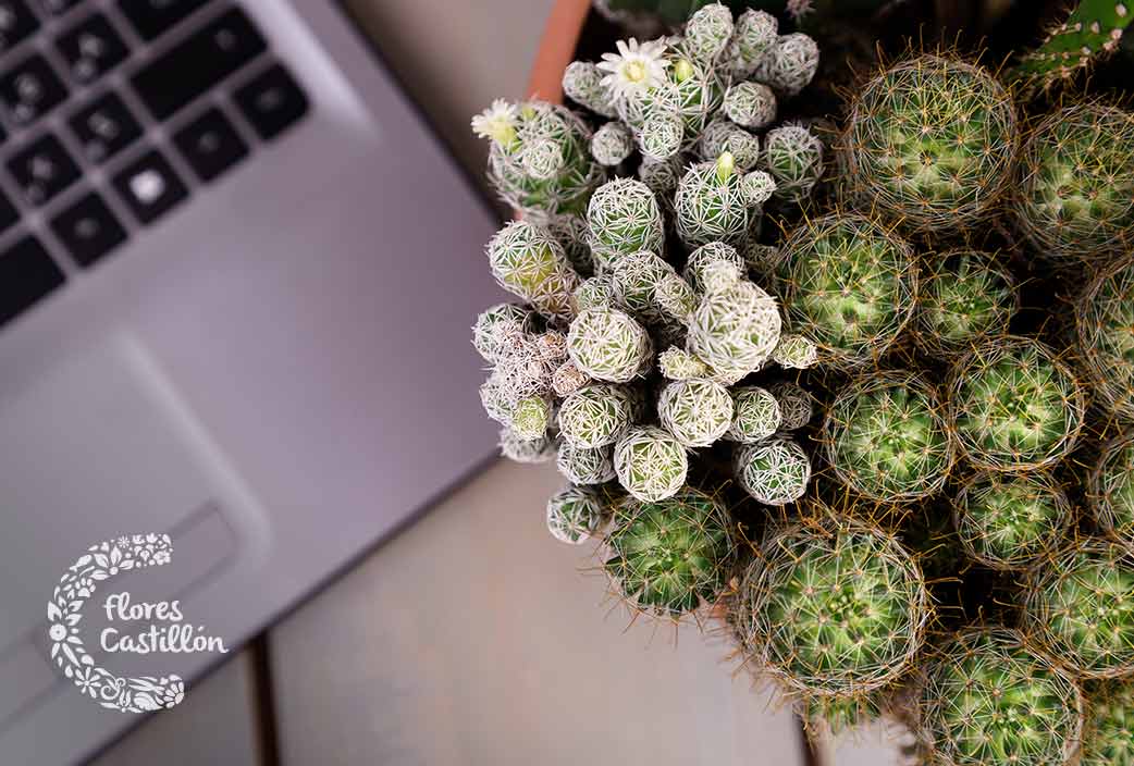 cactus para ordenadores