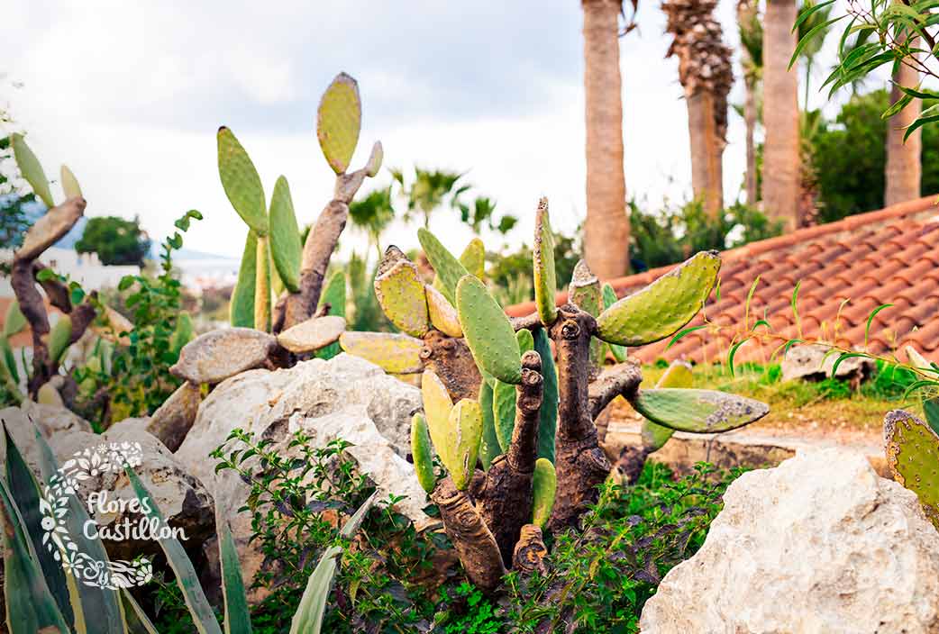 jardin de cactus de exterior
