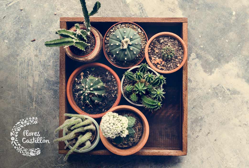 variedades de cactus para jardin