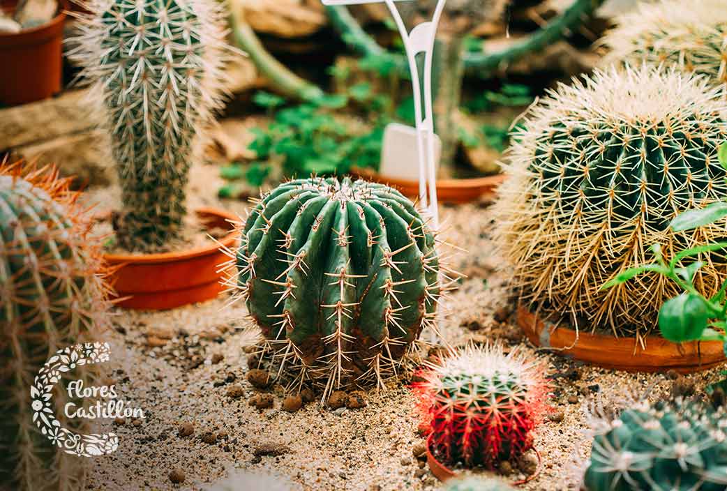 jardin de cactus de interior