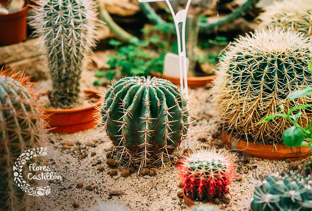 Jardín cactus Decoración exterior