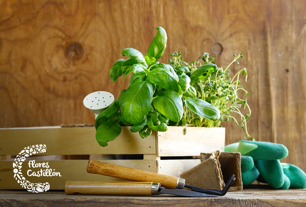 fallos de trasplante de plantas