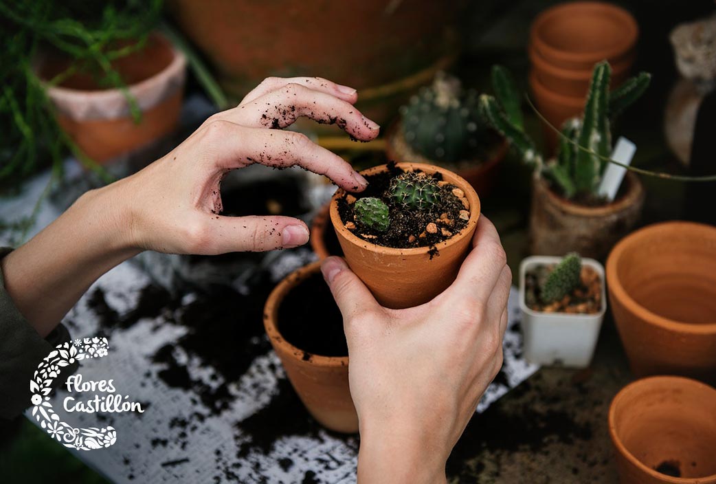 errores a evitar trasplantando plantas 